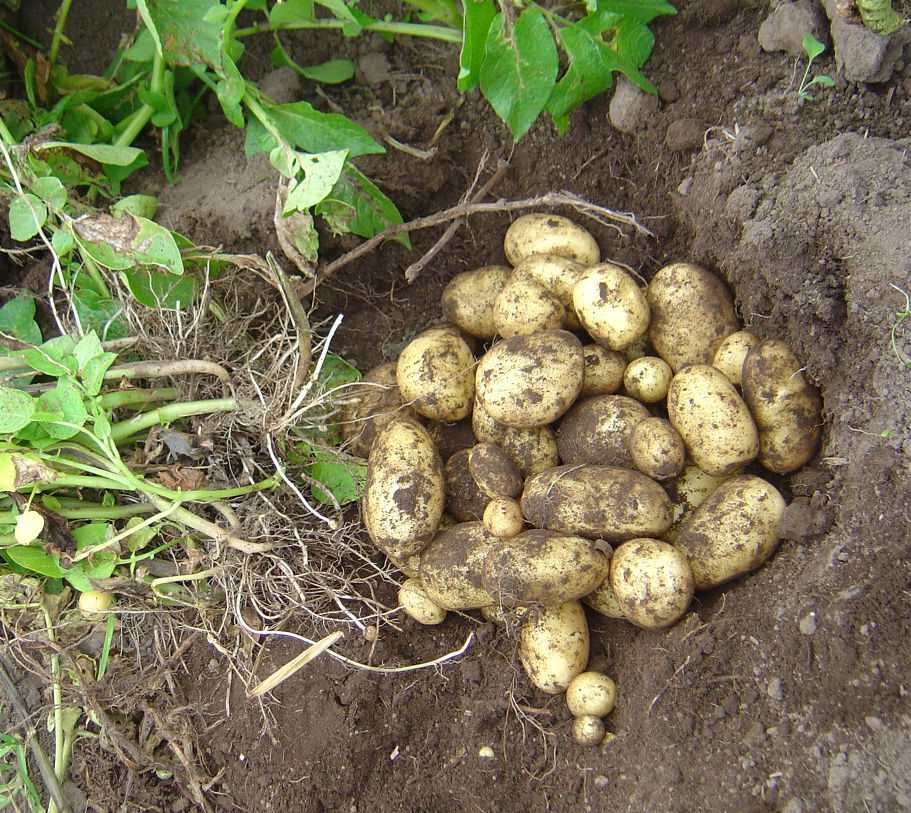 Cultivo de papas