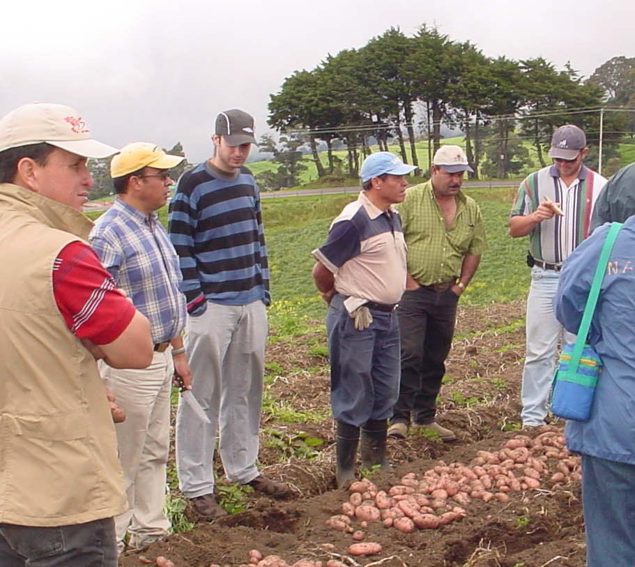 Productores de papa